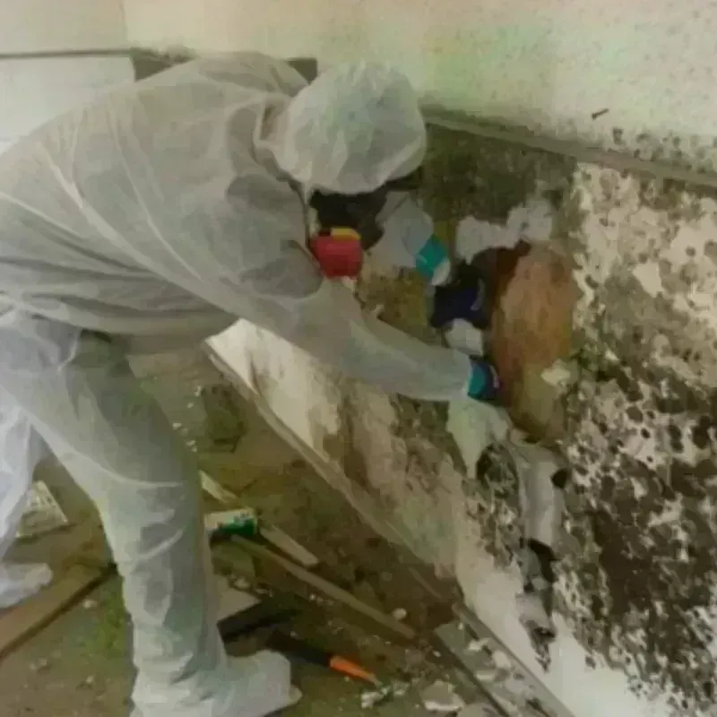 Mold Remediation and Removal in Central Valley, NY